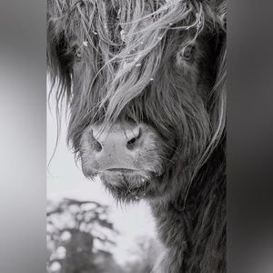 Highland Cow Art Print- Color Art Print- 8.5”x11”- Teenage Cow Closeup